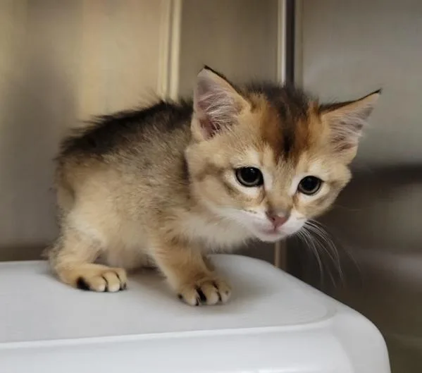 A baby small-sized female Bengal cat named Itsy Bitsy for adoption in Kennewick, WA