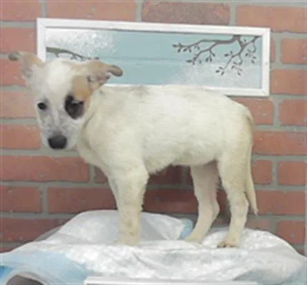 A baby small-sized female German Shepherd Dog dog named Kaia for adoption in Houston, TX