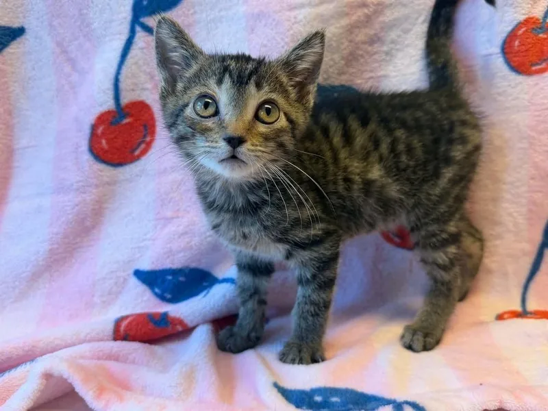 A baby small-sized male Tabby (Brown / Chocolate) Domestic Short Hair cat named Redeemer for adoption in Homer Glen, IL