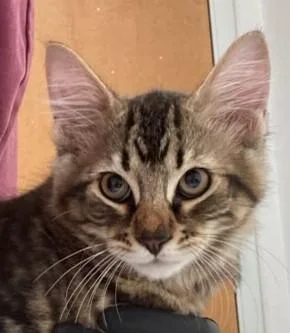 A baby medium-sized male Domestic Long Hair cat named Dragonfly for adoption in Eugene, OR