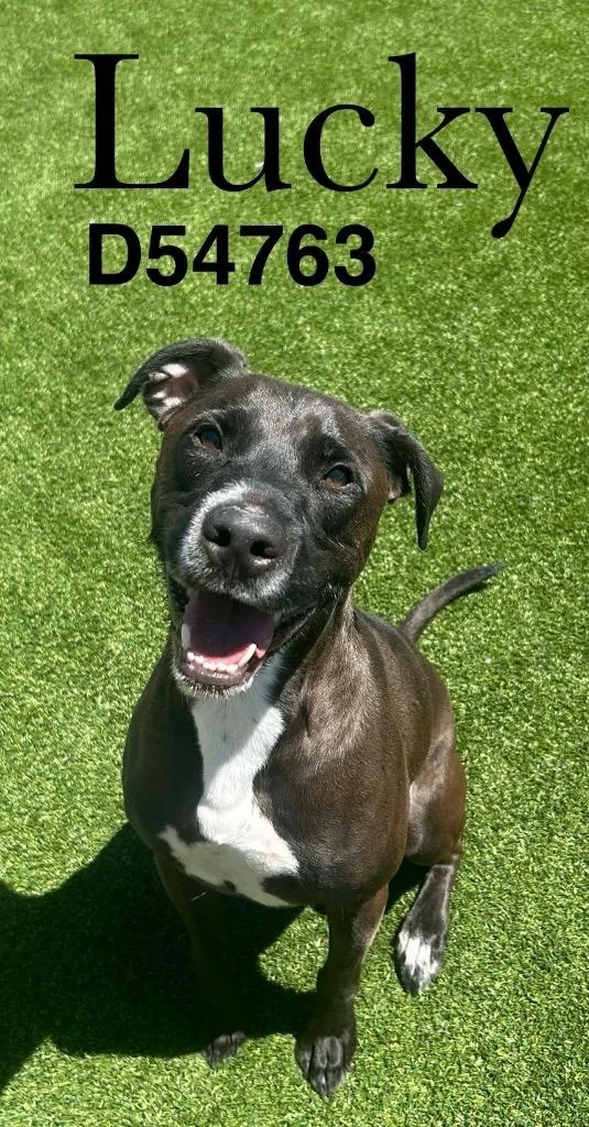 An adult medium-sized male Mixed Breed dog named Lucky for adoption in Clarksville, TN