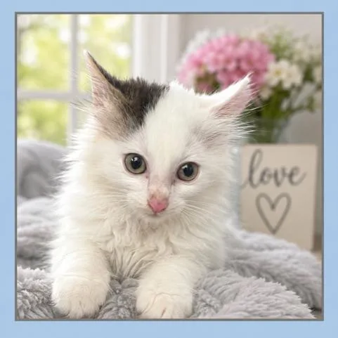 A baby small-sized male White Domestic Long Hair cat named Slinky for adoption in Columbiana, AL