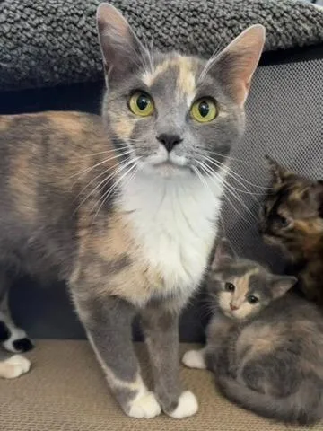 A young medium-sized female Domestic Short Hair cat named Begonia for adoption in Youngsville, NC