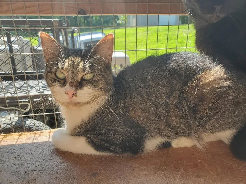 An adult medium-sized female Domestic Short Hair cat named Aria for adoption in Philippi, WV