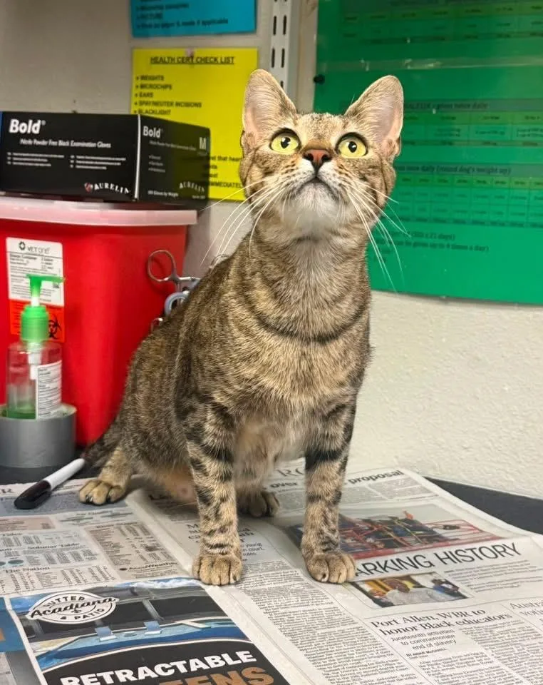 An adult medium-sized female Domestic Short Hair cat named Betsy for adoption in Sorrento, LA