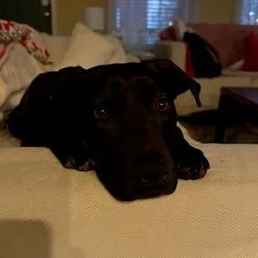 Mocha