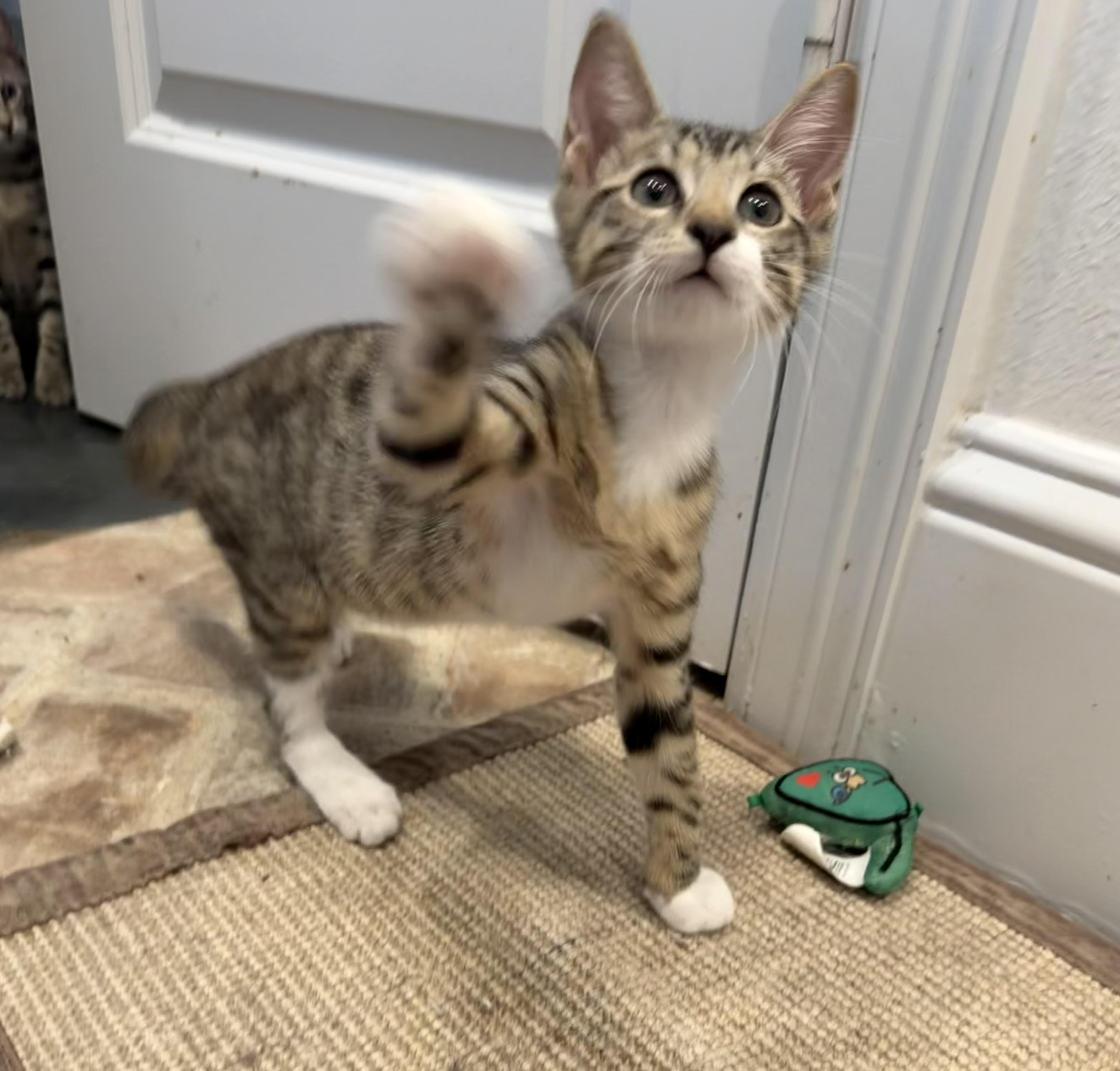 A baby medium-sized male Tabby (Brown / Chocolate) Domestic Short Hair cat named Mandolorian  Riley Fuzzell for adoption in Spring, TX