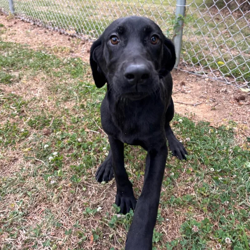 A baby medium-sized male Black Black Labrador Retriever dog named Speedy for adoption in Roxboro, NC