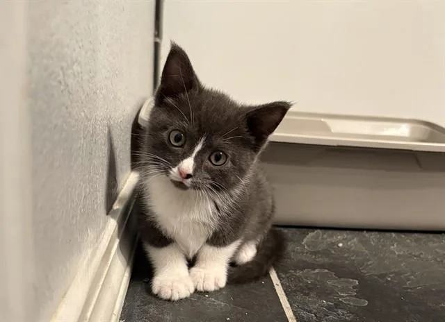 A baby small-sized female Domestic Short Hair cat named Velma for adoption in Colorado Springs, CO