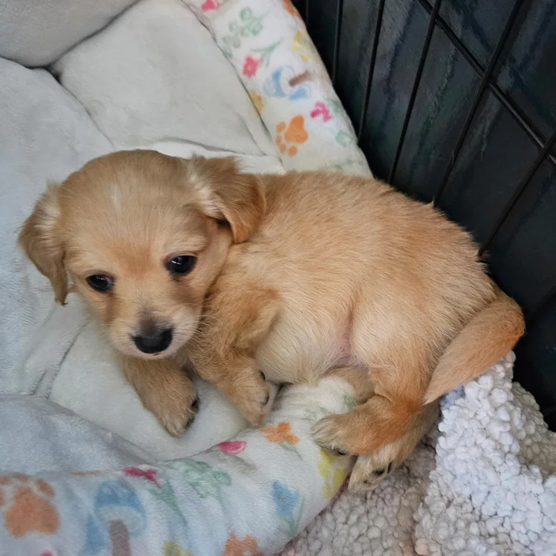 Kerry Gold thumbnail 2