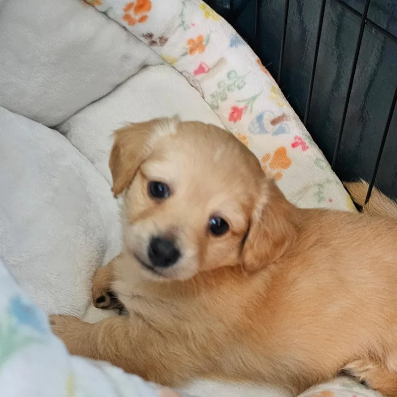 Kerry Gold thumbnail 3