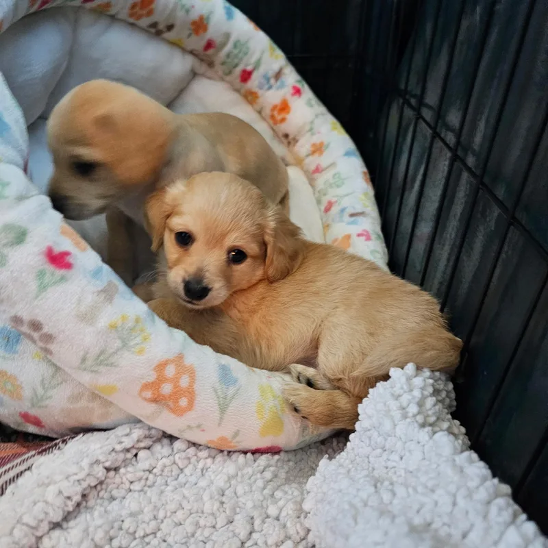 Kerry Gold thumbnail 4