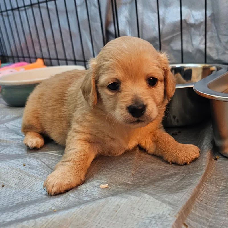 Kerry Gold thumbnail 5