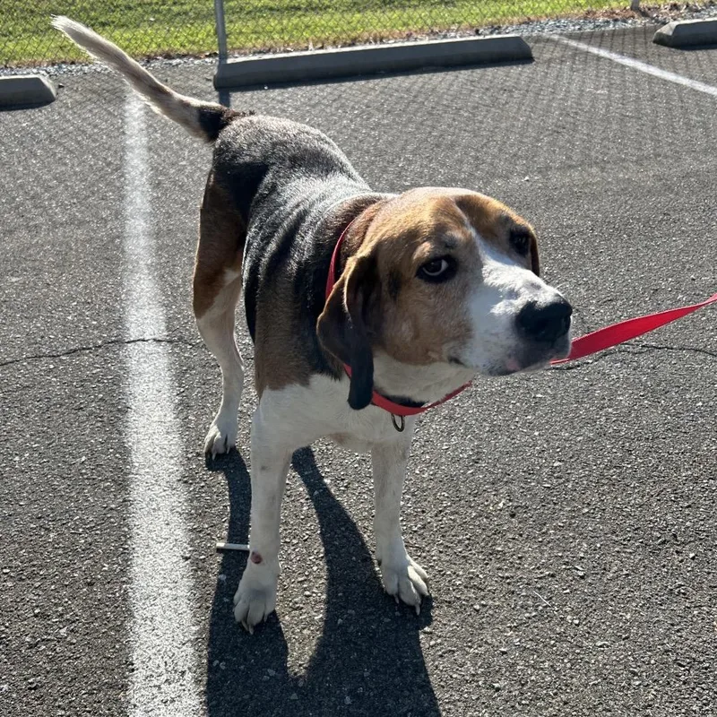 A senior small-sized female Black Hound dog named Stray Peed Rd for adoption in Roxboro, NC