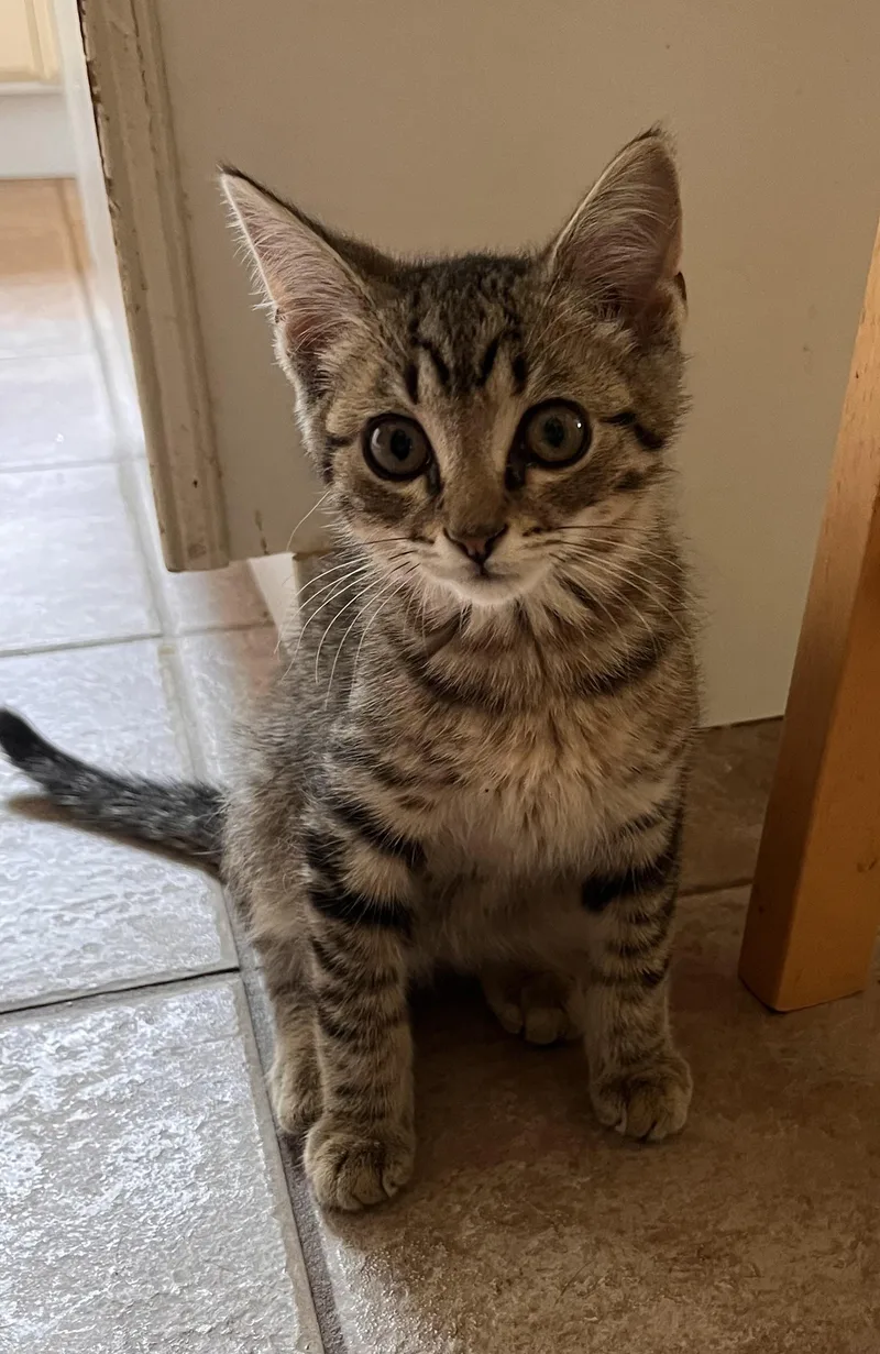 A baby medium-sized male Tabby (Brown / Chocolate) Domestic Short Hair cat named Alastair for adoption in Landenberg, PA