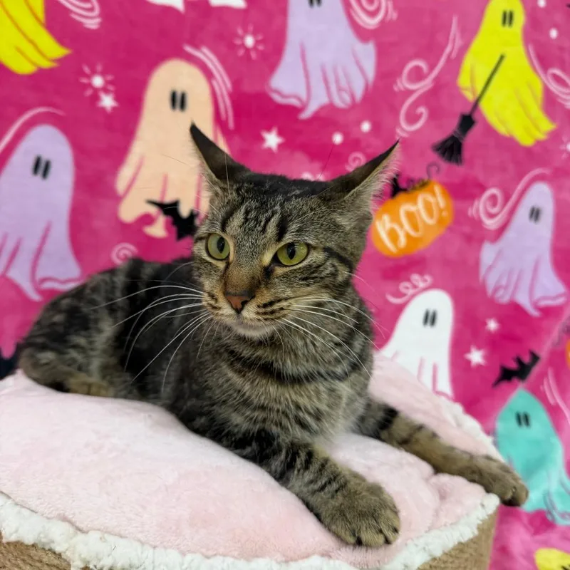 An adult medium-sized female Brown / Chocolate Domestic Short Hair cat named Coraline for adoption in Deerfield, IL
