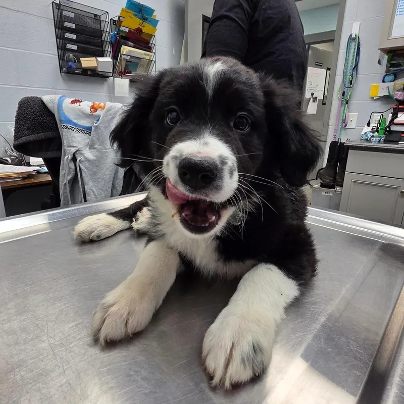 A baby small-sized male Black Mixed Breed dog named Petey for adoption in Dayton, OH