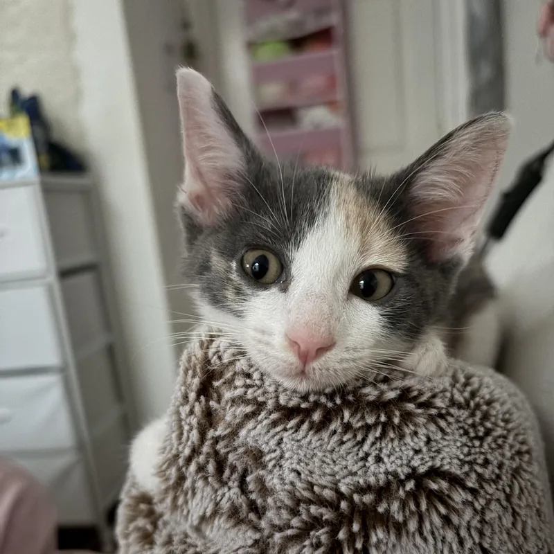 A baby small-sized female Dilute Calico Domestic Short Hair cat named Leia for adoption in Houston, TX