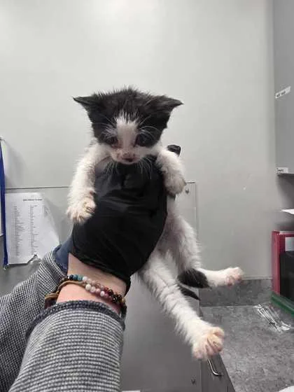 A baby small-sized male Domestic Short Hair cat named Catticus for adoption in Sevierville, TN