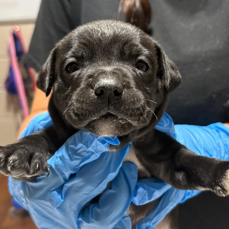 A baby small-sized female Black Mixed Breed dog named Spaghetti for adoption in Milton, FL