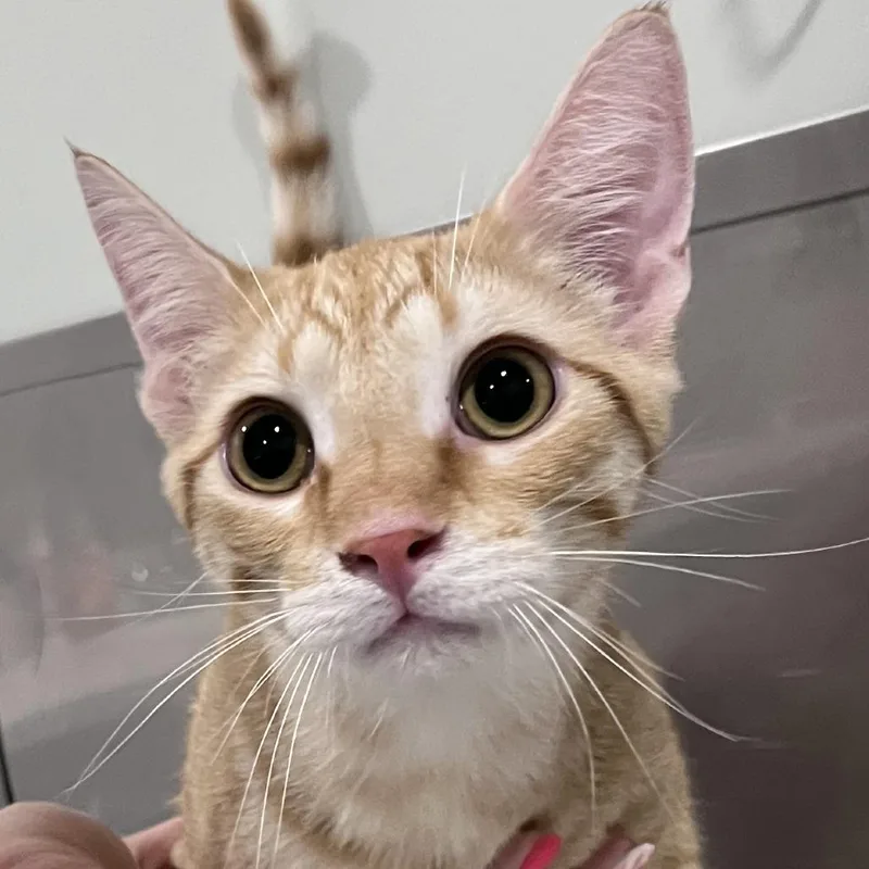 A young medium-sized male Orange / Red Domestic Short Hair cat named Shawn for adoption in Washburn, MO