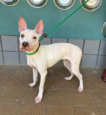 A young small-sized male Mixed Breed dog named Marty for adoption in Honolulu, HI