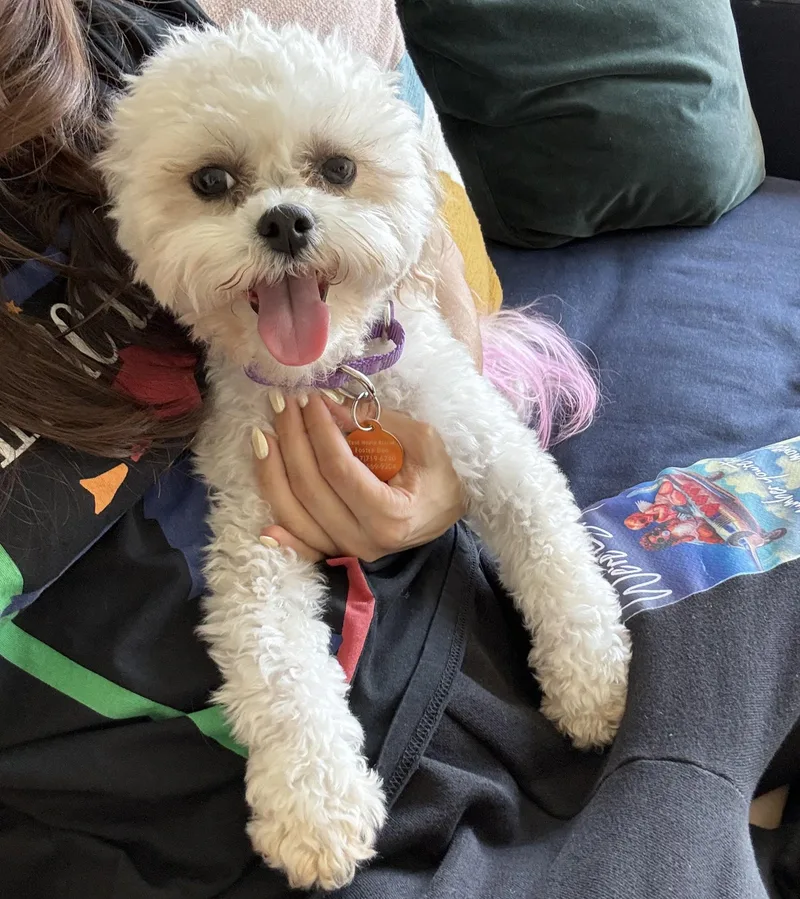A young small-sized female White / Cream Shih poo dog named Lola for adoption in Brooklyn, NY