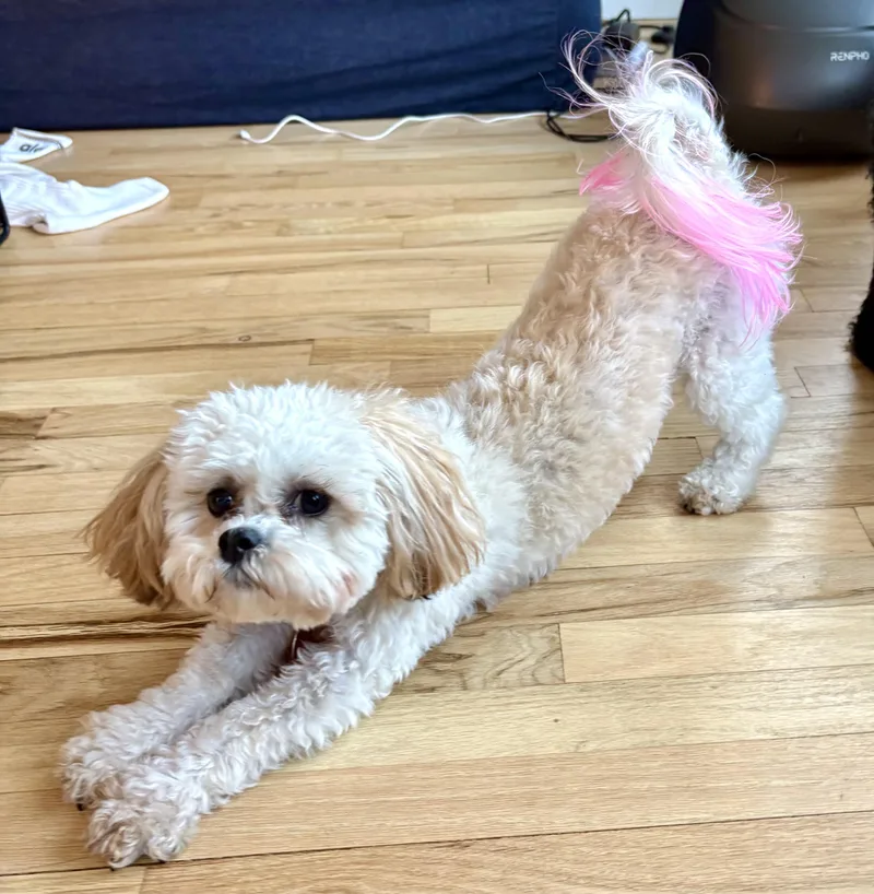 Lola thumbnail 2