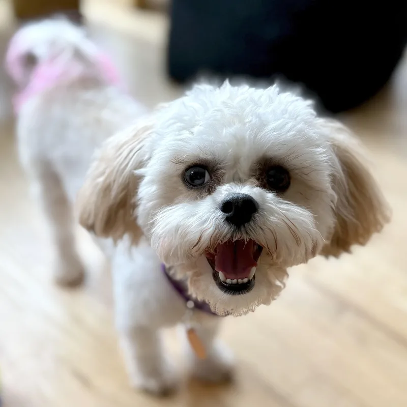 Lola thumbnail 3