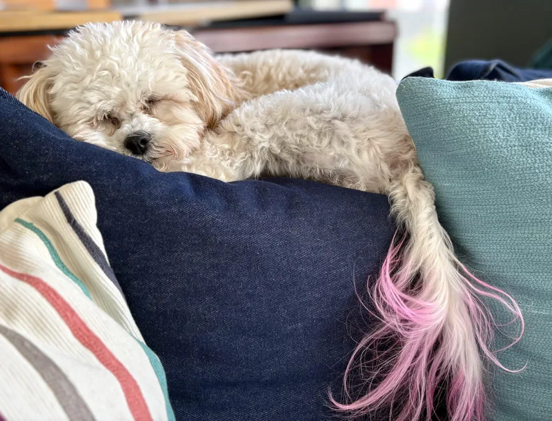 Lola thumbnail 4