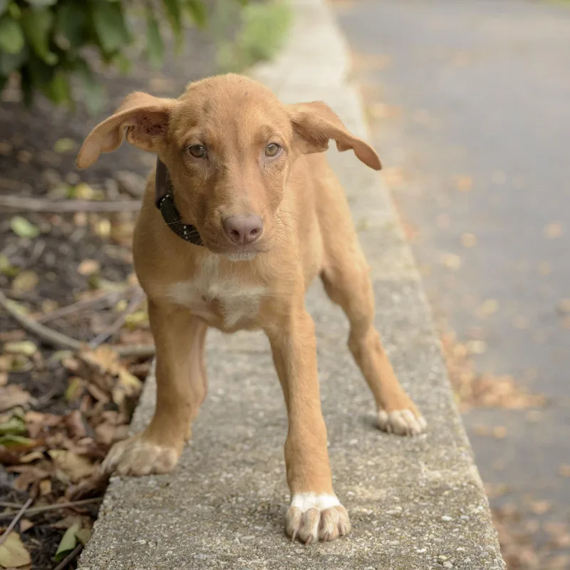 A baby medium-sized female Red / Chestnut / Orange Hound dog named Blossom for adoption in Lambertville, NJ