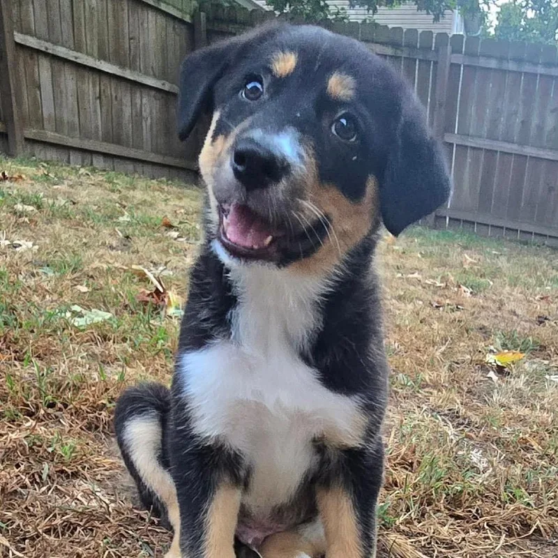 A baby medium-sized male Black Border Collie dog named Dear Mr President for adoption in Olathe, KS
