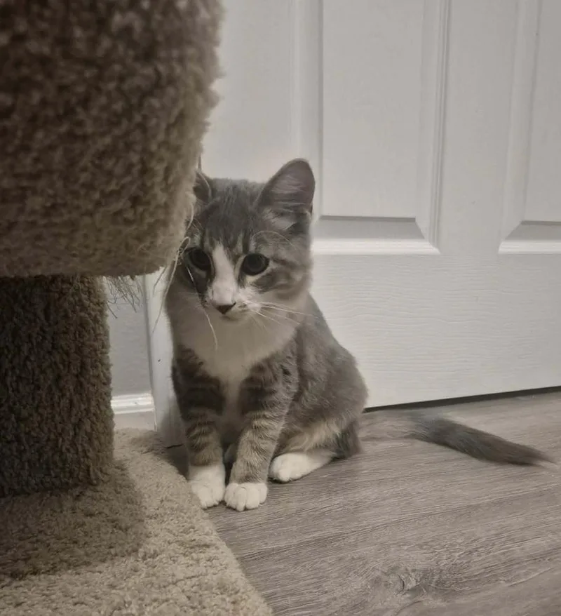 A young medium-sized male Gray & White Domestic Medium Hair cat named Bubbles for adoption in Sedalia, CO