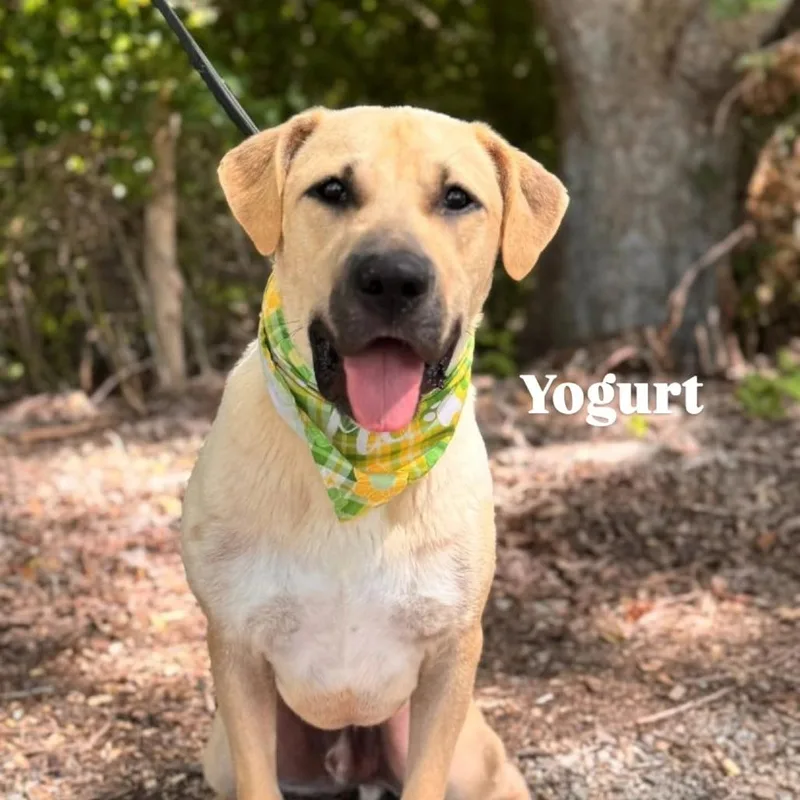 An adult large-sized male Yellow / Tan / Blond / Fawn Mixed Breed dog named Yogurt for adoption in Livingston, TX