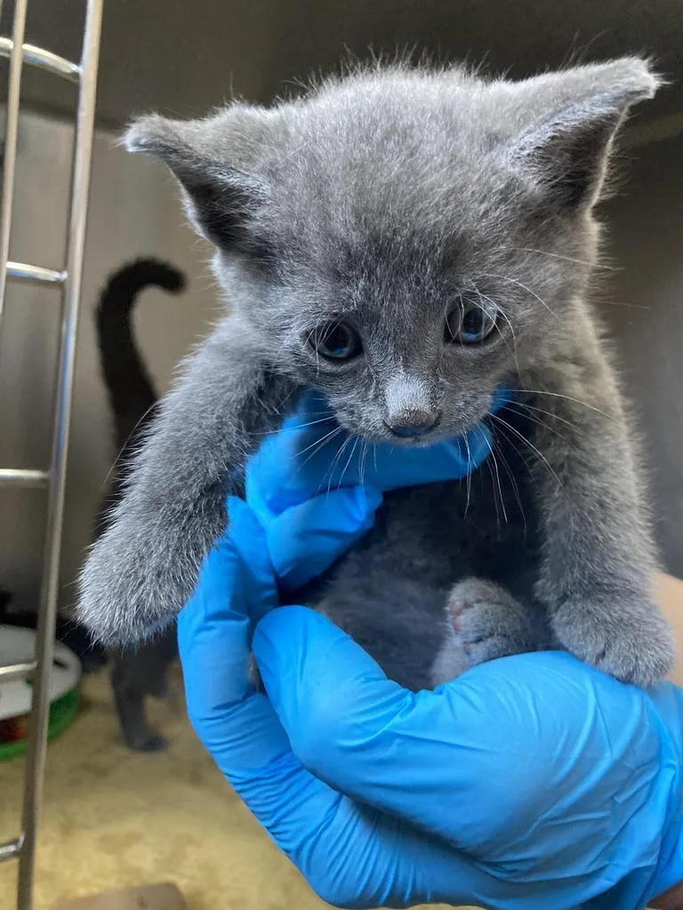 A baby medium-sized male Domestic Short Hair cat named Admiral for adoption in Burnsville, NC