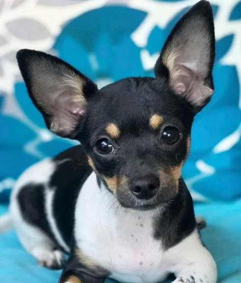 A baby small-sized female Chihuahua dog named Opalyte for adoption in Anaheim Hills, CA