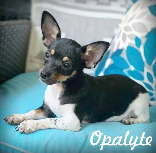 Opalyte thumbnail 3
