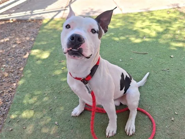 A young large-sized male Pit Bull Terrier dog named Spaghetti for adoption in Phoenix, AZ