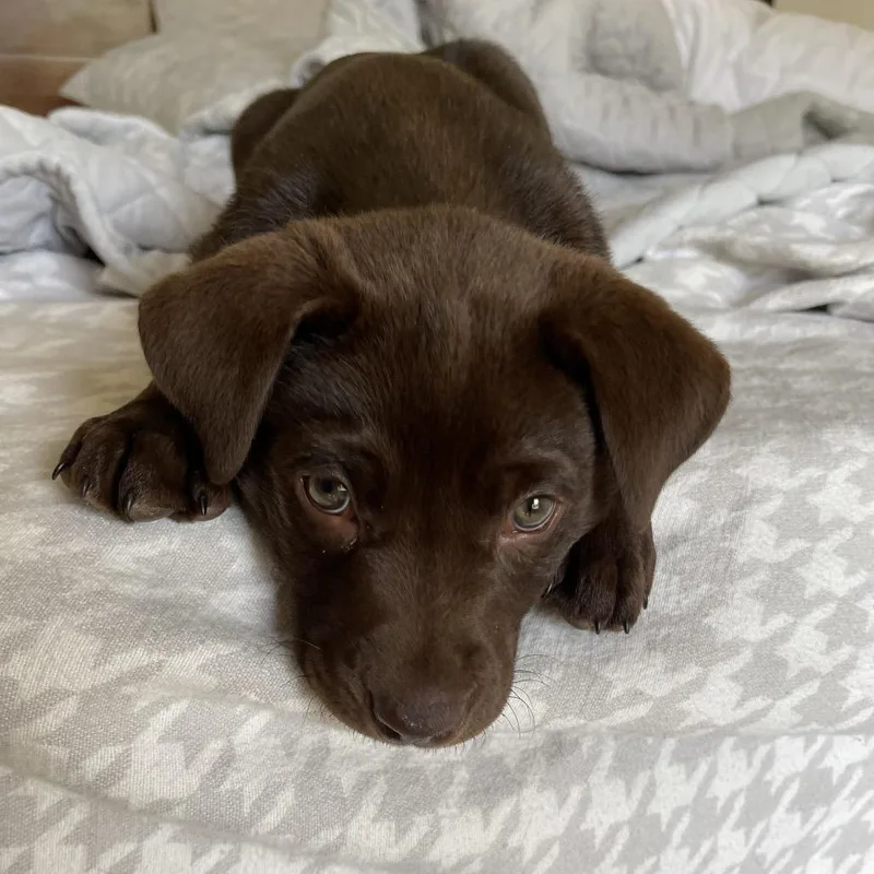 A baby small-sized male Brown / Chocolate Mixed Breed dog named Tall Boy for adoption in Buffalo, MN