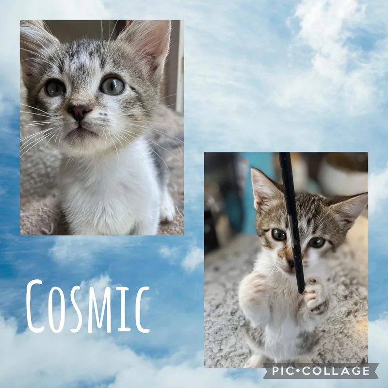 A baby small-sized male Tabby (Brown / Chocolate) Domestic Short Hair cat named Cosmic for adoption in Newberg, OR