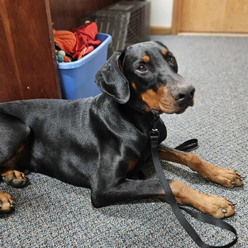 An adult large-sized male Black Doberman Pinscher dog named Prince for adoption in Wichita, KS