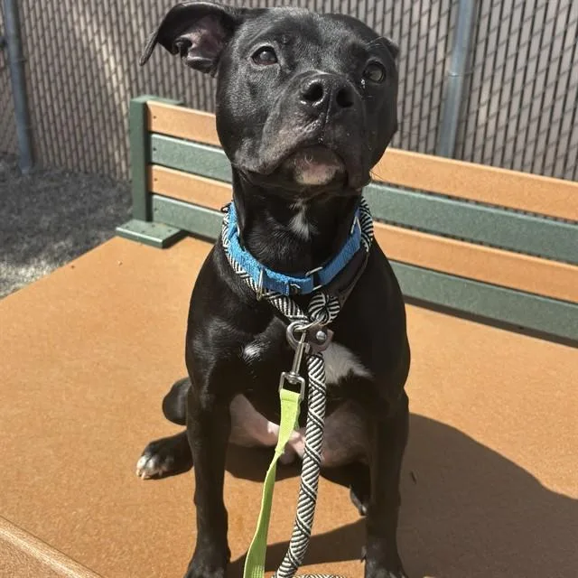 A young medium-sized female Pit Bull Terrier dog named Phoenix for adoption in Lincolnton, NC
