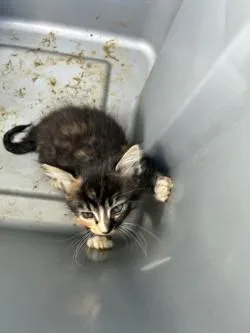 A baby small-sized female Domestic Short Hair cat named Abby for adoption in Stockton, CA