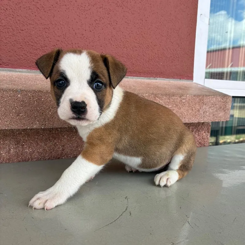 A baby small-sized female Brown / Chocolate American Staffordshire Terrier dog named Pepita for adoption in San Antonio, TX
