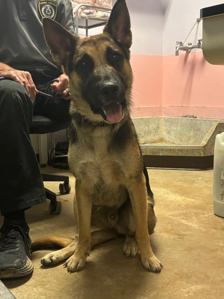 A young large-sized male German Shepherd Dog dog named Riley for adoption in New Braunfels, TX