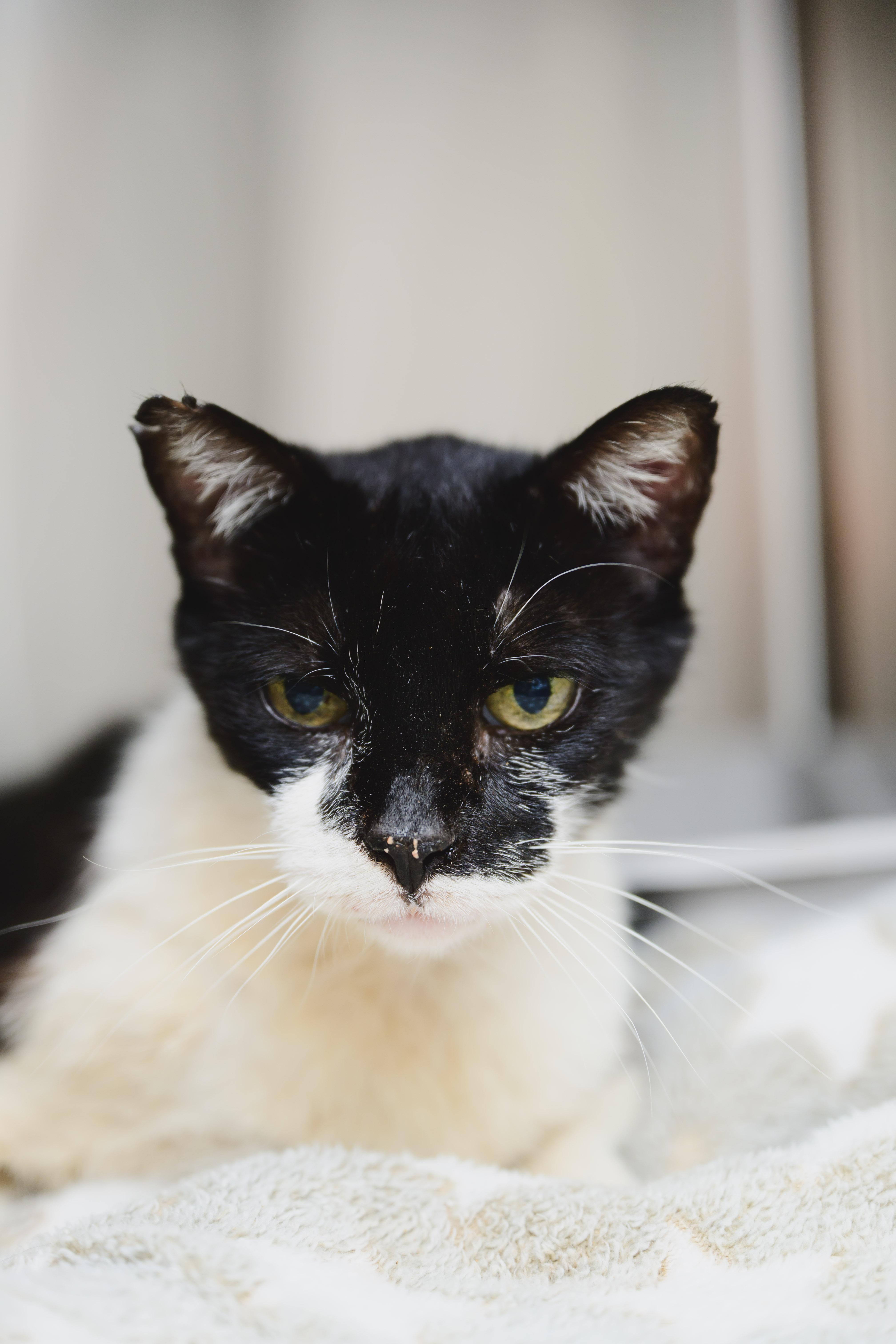 A senior large-sized female Domestic Short Hair cat named Brobro for adoption in Honolulu, HI