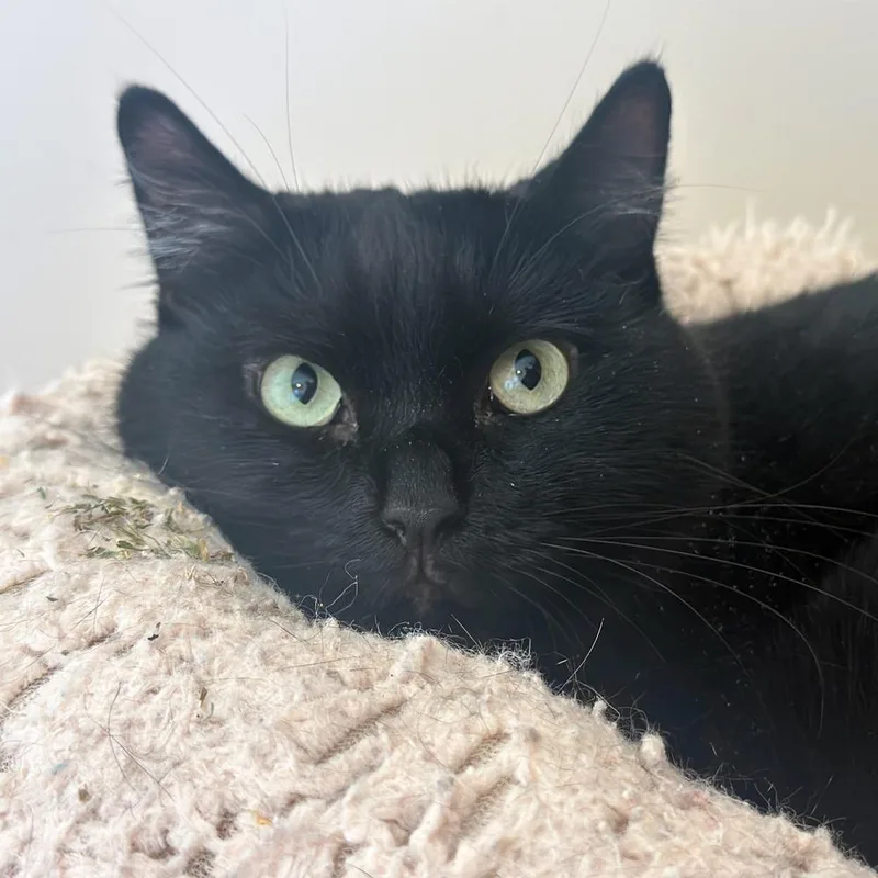 An adult small-sized female Domestic Short Hair cat named Sashimi for adoption in Port Washington, NY