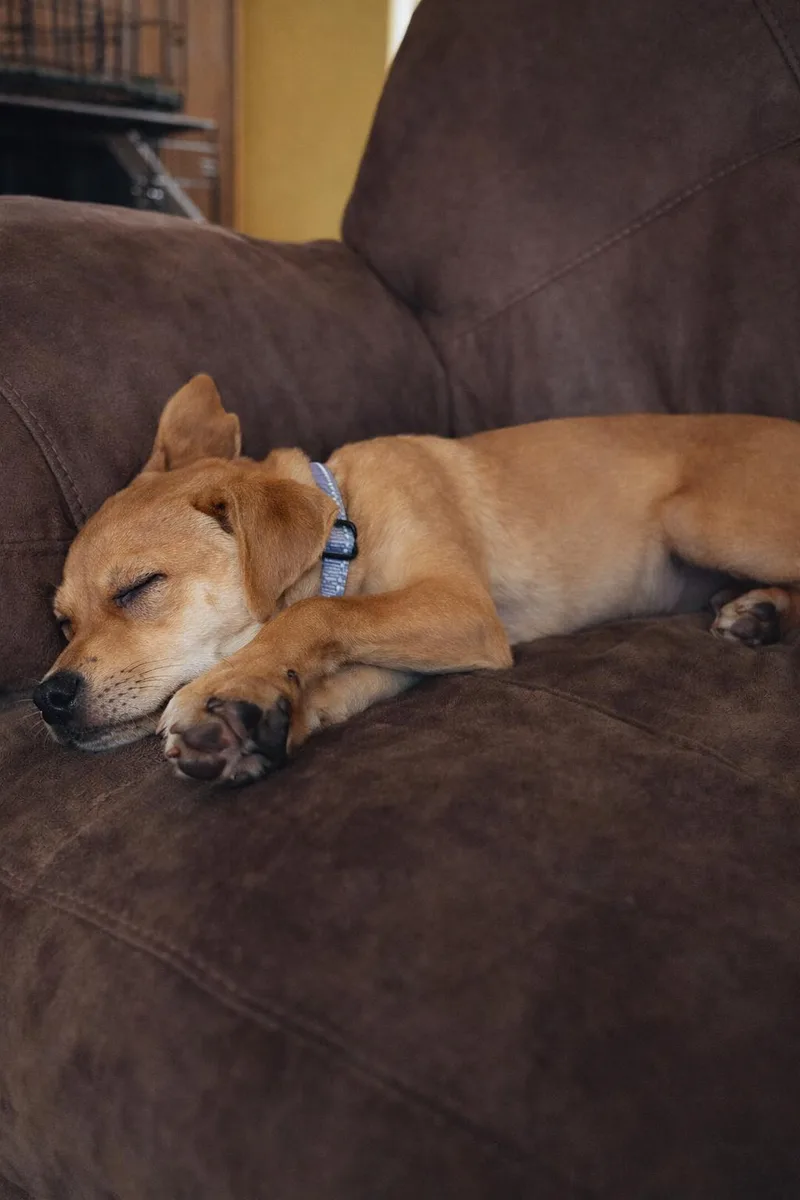 Scrappy Doo  $ thumbnail 3