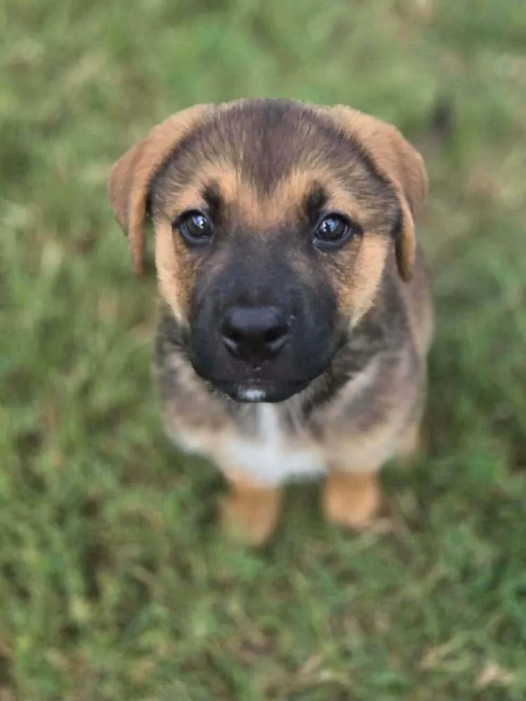 A baby medium-sized male Shepherd dog named Eddie for adoption in Saugus, MA