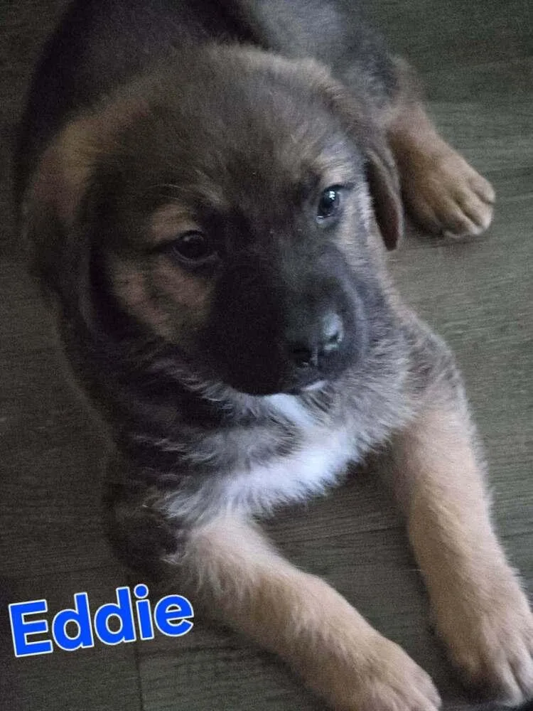 Eddie thumbnail 4